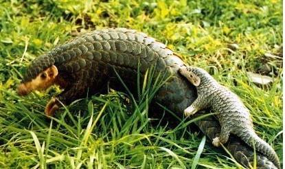 辦案手記| 一起觸犯走私珍貴動物制品罪的案件